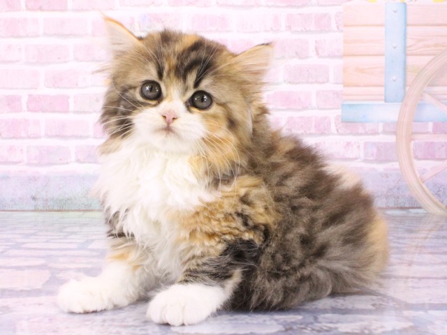 大阪府のスコティッシュストレート (Coo&RIKU梅田店/2026年1月31日生まれ/女の子/ブラウンパッチドタビーホワイト)の子猫の3枚目の画像