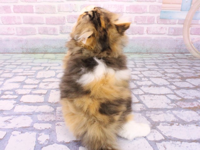 大阪府のスコティッシュストレート (Coo&RIKU梅田店/2026年1月31日生まれ/女の子/ブラウンパッチドタビーホワイト)の子猫の4枚目の画像