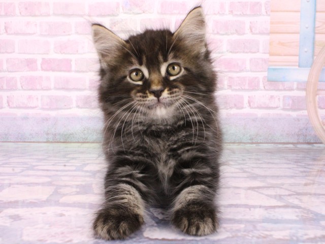 大阪府のメインクーン (Coo&RIKU梅田店/2026年1月30日生まれ/男の子/ブラウンタビー)の子猫の1枚目の画像