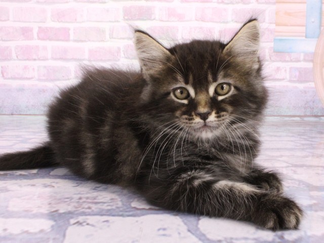 大阪府のメインクーン (Coo&RIKU梅田店/2026年1月30日生まれ/男の子/ブラウンタビー)の子猫の2枚目の画像