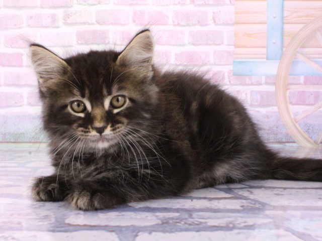 大阪府のメインクーン (Coo&RIKU梅田店/2026年1月30日生まれ/男の子/ブラウンタビー)の子猫の3枚目の画像