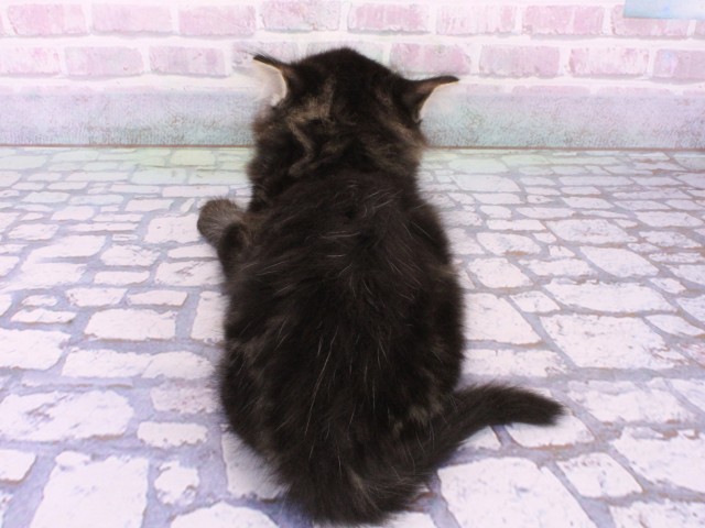 大阪府のメインクーン (Coo&RIKU梅田店/2026年1月30日生まれ/男の子/ブラウンタビー)の子猫の4枚目の画像