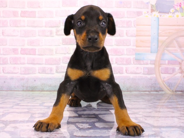 兵庫県のドーベルマン (Coo&RIKU姫路店/2026年1月31日生まれ/女の子/ブラックタン)の子犬の1枚目の画像