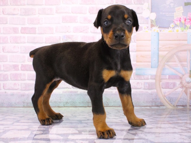 兵庫県のドーベルマン (Coo&RIKU姫路店/2026年1月31日生まれ/女の子/ブラックタン)の子犬の2枚目の画像