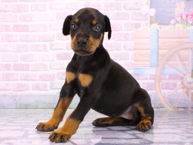 兵庫県のドーベルマン (Coo&RIKU姫路店/2026年1月31日生まれ/女の子/ブラックタン)の子犬の3枚目の画像