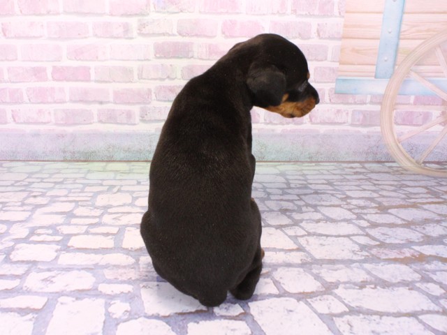 兵庫県のドーベルマン (Coo&RIKU姫路店/2026年1月31日生まれ/女の子/ブラックタン)の子犬の4枚目の画像