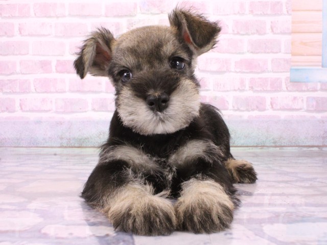 京都府のミニチュアシュナウザー (Coo&RIKU京都河原町店/2026年1月31日生まれ/女の子/ソルトペッパー)の子犬の1枚目の画像