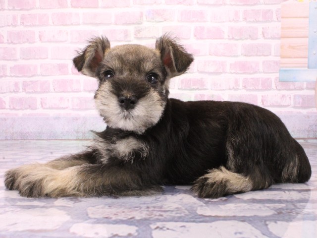 京都府のミニチュアシュナウザー (Coo&RIKU京都河原町店/2026年1月31日生まれ/女の子/ソルトペッパー)の子犬の3枚目の画像