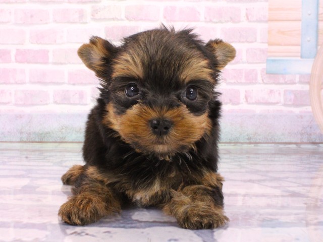 大阪府のヨークシャーテリア (Coo&RIKU天王寺店/2026年1月23日生まれ/女の子/スチールブルータン)の子犬