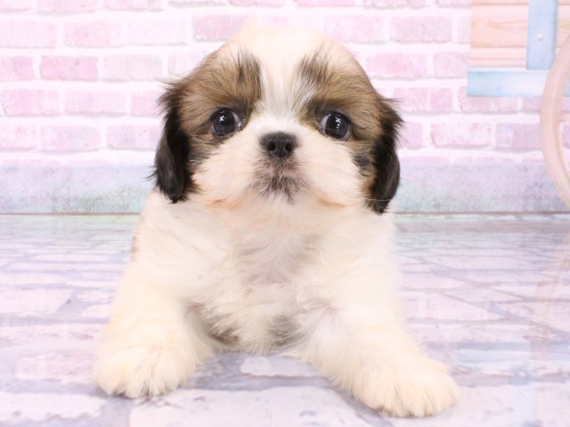 大阪府のシーズー (Coo&RIKU茶屋町店/2026年1月24日生まれ/女の子/ホワイトゴールド)の子犬の1枚目の画像