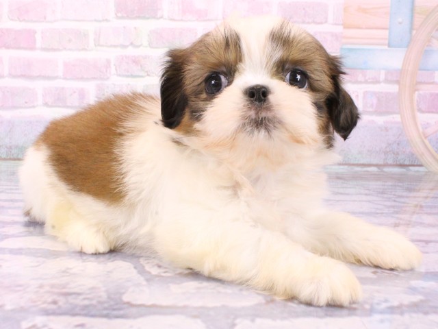 大阪府のシーズー (Coo&RIKU茶屋町店/2026年1月24日生まれ/女の子/ホワイトゴールド)の子犬の2枚目の画像