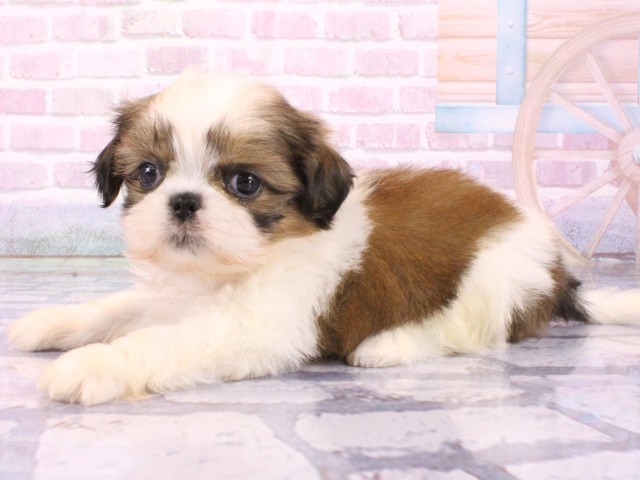 大阪府のシーズー (Coo&RIKU茶屋町店/2026年1月24日生まれ/女の子/ホワイトゴールド)の子犬の3枚目の画像