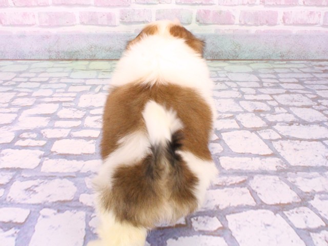 大阪府のシーズー (Coo&RIKU茶屋町店/2026年1月24日生まれ/女の子/ホワイトゴールド)の子犬の4枚目の画像