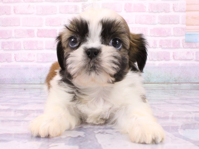 大阪府のシーズー (Coo&RIKU天王寺店/2026年1月24日生まれ/男の子/ホワイトゴールド)の子犬