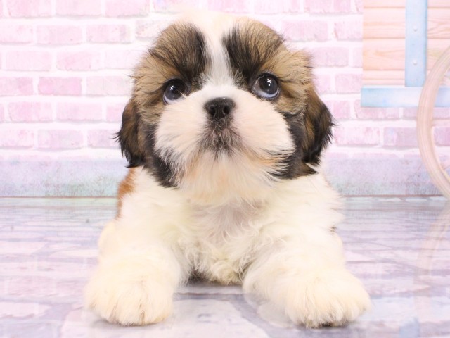 大阪府のシーズー (Coo&RIKU梅田店/2026年1月24日生まれ/男の子/ホワイトゴールド)の子犬の1枚目の画像