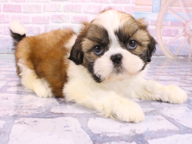 大阪府のシーズー (Coo&RIKU梅田店/2026年1月24日生まれ/男の子/ホワイトゴールド)の子犬の2枚目の画像