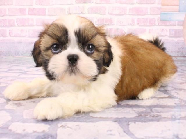 大阪府のシーズー (Coo&RIKU梅田店/2026年1月24日生まれ/男の子/ホワイトゴールド)の子犬の3枚目の画像