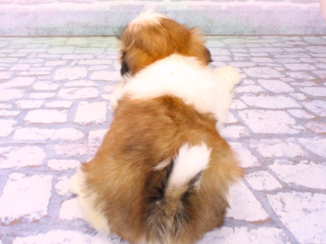 大阪府のシーズー (Coo&RIKU梅田店/2026年1月24日生まれ/男の子/ホワイトゴールド)の子犬の4枚目の画像