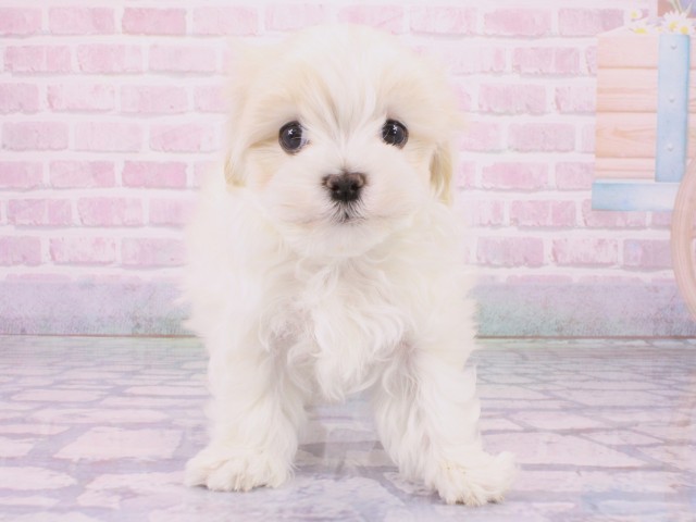大阪府のマルチーズ (Coo&RIKU心斎橋店/2026年1月31日生まれ/男の子/ホワイト)の子犬