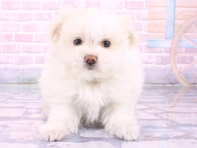 大阪府のポメマル/マルポメ(ポメラニアン×マルチーズ) (Coo&RIKU天王寺店/2026年2月1日生まれ/女の子/ホワイト)の子犬