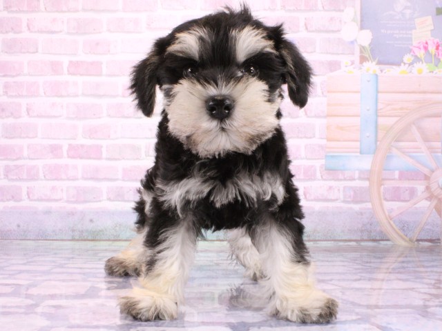 大阪府のミニチュアシュナウザー (Coo&RIKU茶屋町店/2026年2月1日生まれ/男の子/ブラックシルバー)の子犬の1枚目の画像