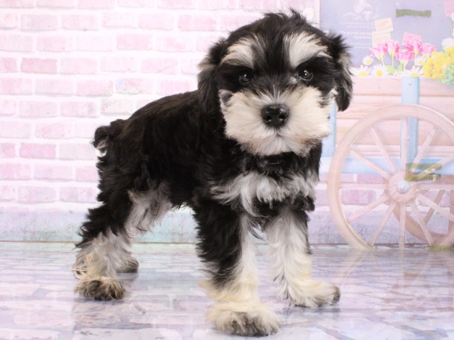 大阪府のミニチュアシュナウザー (Coo&RIKU茶屋町店/2026年2月1日生まれ/男の子/ブラックシルバー)の子犬の2枚目の画像