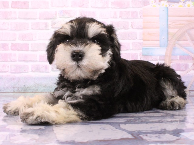 大阪府のミニチュアシュナウザー (Coo&RIKU茶屋町店/2026年2月1日生まれ/男の子/ブラックシルバー)の子犬の3枚目の画像