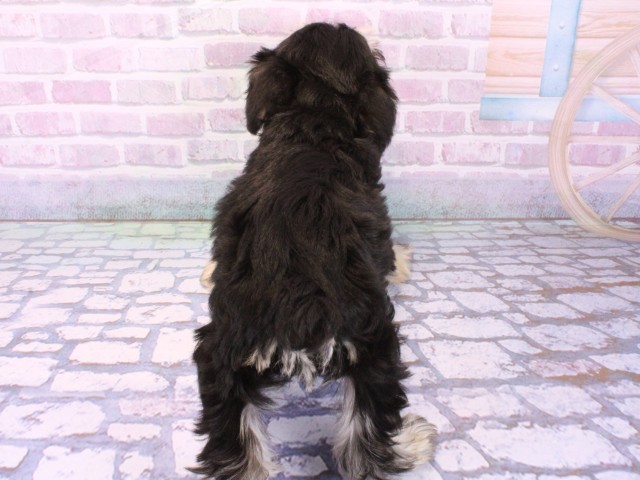 大阪府のミニチュアシュナウザー (Coo&RIKU茶屋町店/2026年2月1日生まれ/男の子/ブラックシルバー)の子犬の4枚目の画像