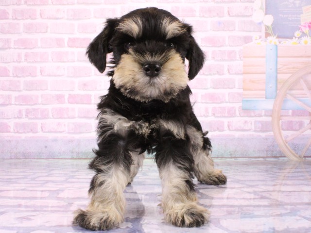 兵庫県のミニチュアシュナウザー (Coo&RIKU神戸三宮店/2026年2月1日生まれ/男の子/ブラックシルバー)の子犬の1枚目の画像