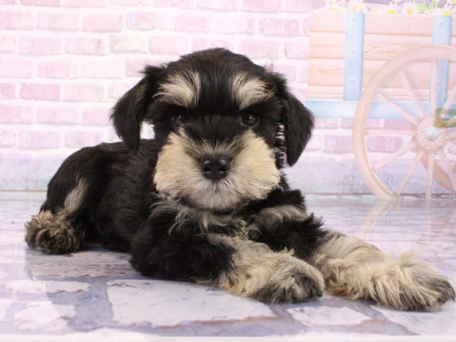 兵庫県のミニチュアシュナウザー (Coo&RIKU神戸三宮店/2026年2月1日生まれ/男の子/ブラックシルバー)の子犬の2枚目の画像