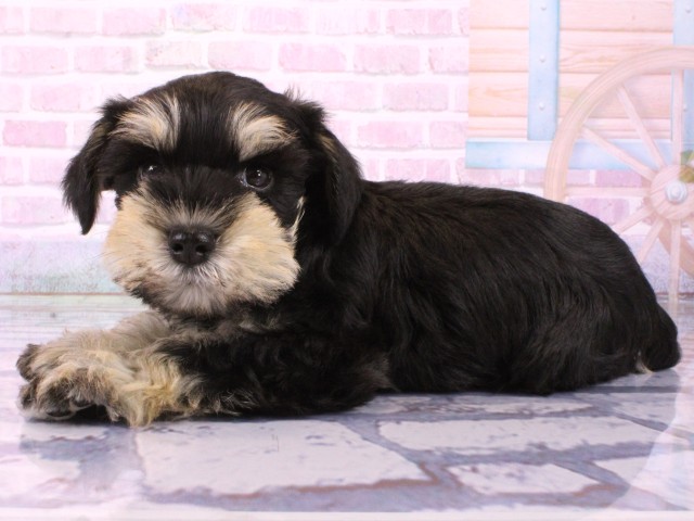 兵庫県のミニチュアシュナウザー (Coo&RIKU神戸三宮店/2026年2月1日生まれ/男の子/ブラックシルバー)の子犬の3枚目の画像