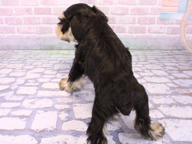 兵庫県のミニチュアシュナウザー (Coo&RIKU神戸三宮店/2026年2月1日生まれ/男の子/ブラックシルバー)の子犬の4枚目の画像