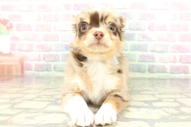 東京都のチワワ(ロング) (Coo&RIKU吉祥寺店/2026年1月29日生まれ/男の子/チョコレートマール)の子犬の1枚目の画像