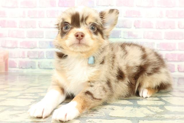 東京都のチワワ(ロング) (Coo&RIKU吉祥寺店/2026年1月29日生まれ/男の子/チョコレートマール)の子犬の2枚目の画像