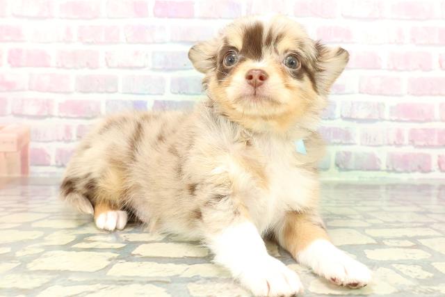 東京都のチワワ(ロング) (Coo&RIKU吉祥寺店/2026年1月29日生まれ/男の子/チョコレートマール)の子犬の3枚目の画像