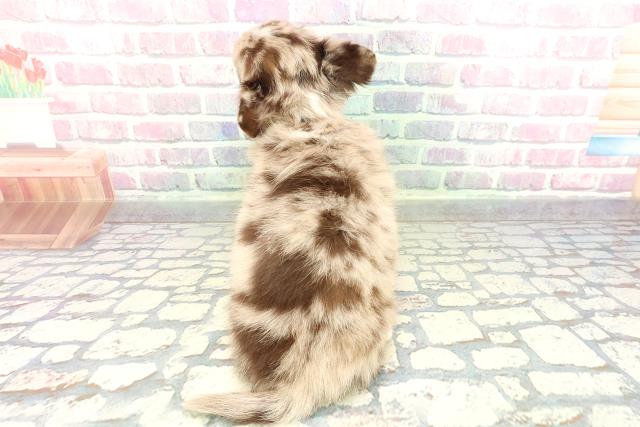 東京都のチワワ(ロング) (Coo&RIKU吉祥寺店/2026年1月29日生まれ/男の子/チョコレートマール)の子犬の4枚目の画像