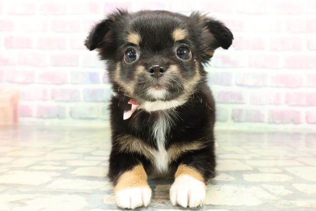 長野県のチワワ(ロング) (Coo&RIKU綿半権堂店/2026年1月29日生まれ/女の子/ブラックタンホワイト)の子犬