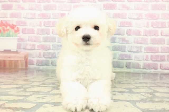 青森県のトイプードル(トイ) (Coo&RIKU八戸店/2026年1月29日生まれ/男の子/ホワイト)の子犬