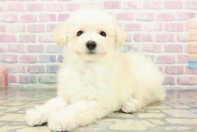 青森県のトイプードル(トイ) (Coo&RIKU八戸店/2026年1月29日生まれ/男の子/ホワイト)の子犬の2枚目の画像