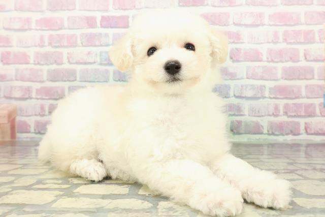 青森県のトイプードル(トイ) (Coo&RIKU八戸店/2026年1月29日生まれ/男の子/ホワイト)の子犬の3枚目の画像