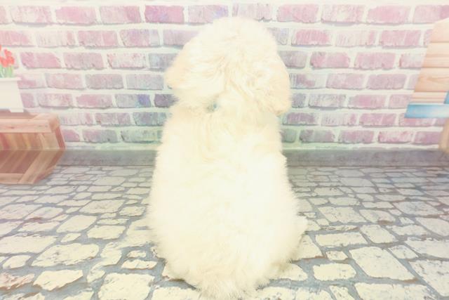 青森県のトイプードル(トイ) (Coo&RIKU八戸店/2026年1月29日生まれ/男の子/ホワイト)の子犬の4枚目の画像