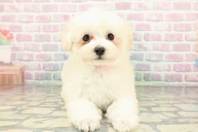 群馬県のトイプードル(トイ) (Coo&RIKU高崎店/2026年1月29日生まれ/女の子/ホワイト)の子犬