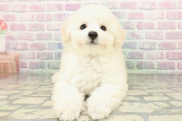 東京都のトイプードル(トイ) (Coo&RIKU練馬店/2026年1月29日生まれ/女の子/ホワイト)の子犬