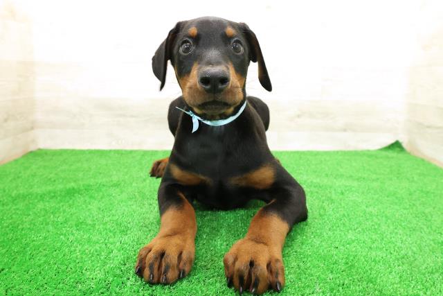 東京都のドーベルマン (Coo&RIKU足立本店/2026年1月30日生まれ/男の子/ブラックタン)の子犬の1枚目の画像