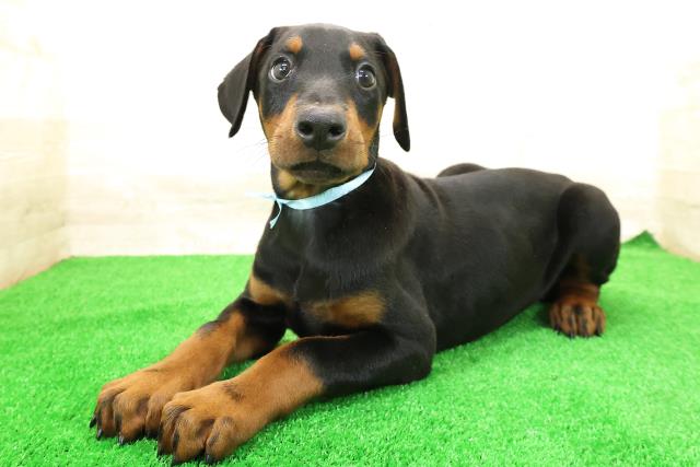 東京都のドーベルマン (Coo&RIKU足立本店/2026年1月30日生まれ/男の子/ブラックタン)の子犬の2枚目の画像