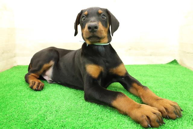 東京都のドーベルマン (Coo&RIKU足立本店/2026年1月30日生まれ/男の子/ブラックタン)の子犬の3枚目の画像