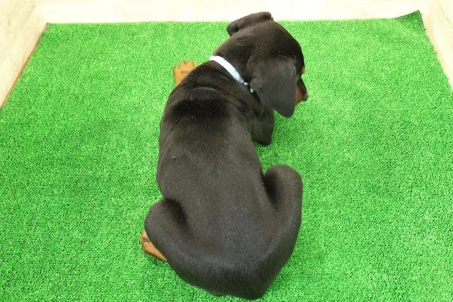 東京都のドーベルマン (Coo&RIKU足立本店/2026年1月30日生まれ/男の子/ブラックタン)の子犬の4枚目の画像