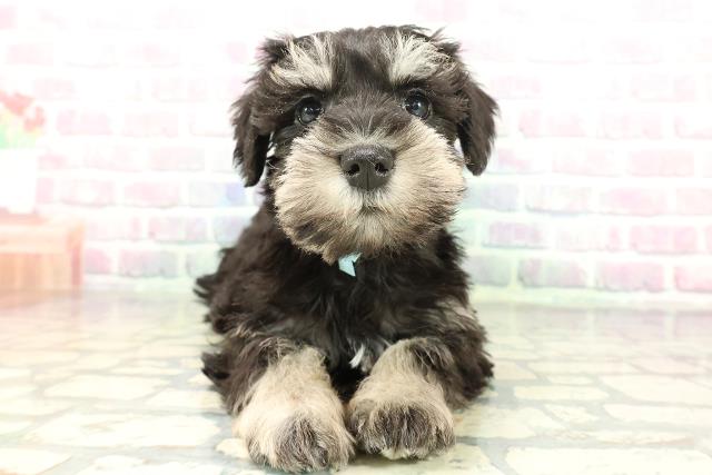 千葉県のミニチュアシュナウザー (Coo&RIKU八街店/2026年2月1日生まれ/男の子/ブラックシルバー)の子犬の1枚目の画像