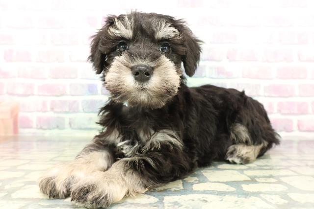 千葉県のミニチュアシュナウザー (Coo&RIKU八街店/2026年2月1日生まれ/男の子/ブラックシルバー)の子犬の2枚目の画像