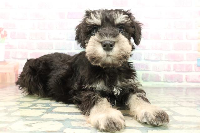 千葉県のミニチュアシュナウザー (Coo&RIKU八街店/2026年2月1日生まれ/男の子/ブラックシルバー)の子犬の3枚目の画像